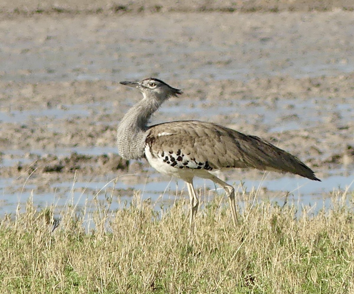 アフリカオオノガン - ML646579798