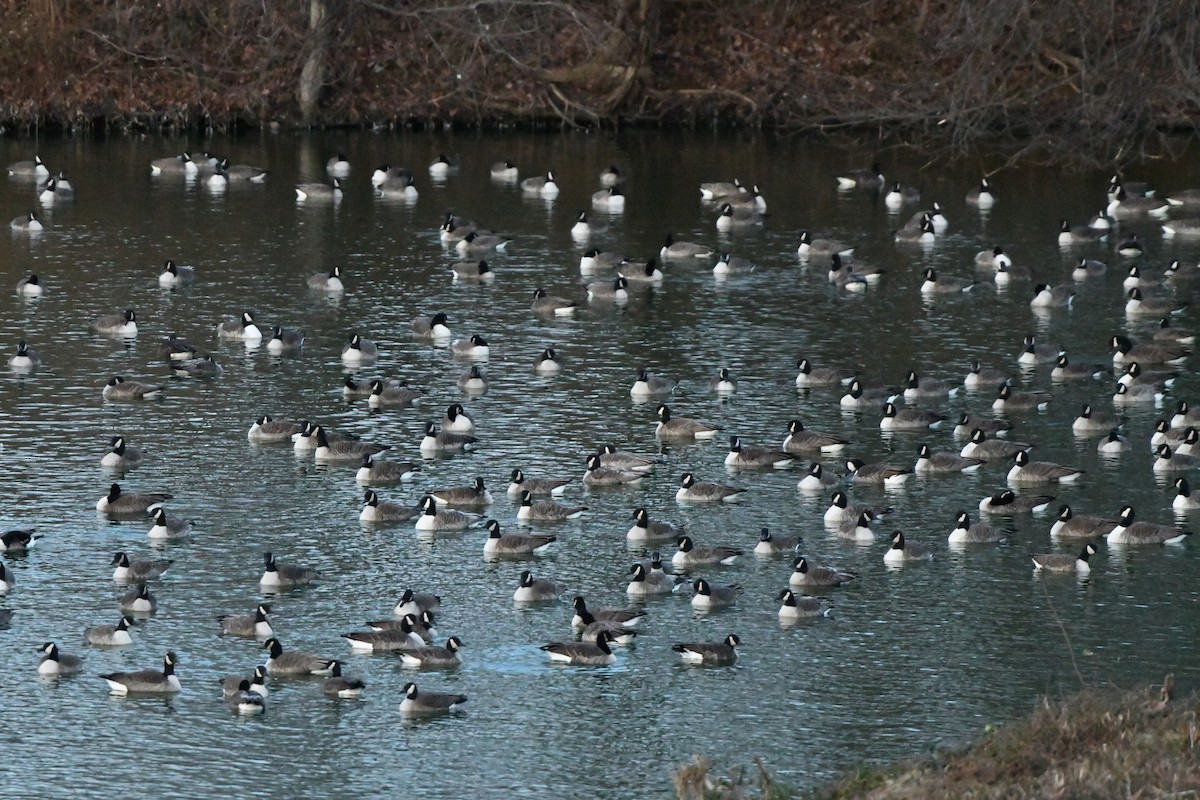 Oca canadese maggiore - ML646579801