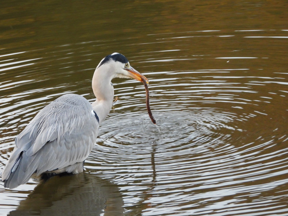 Gray Heron - ML646579802