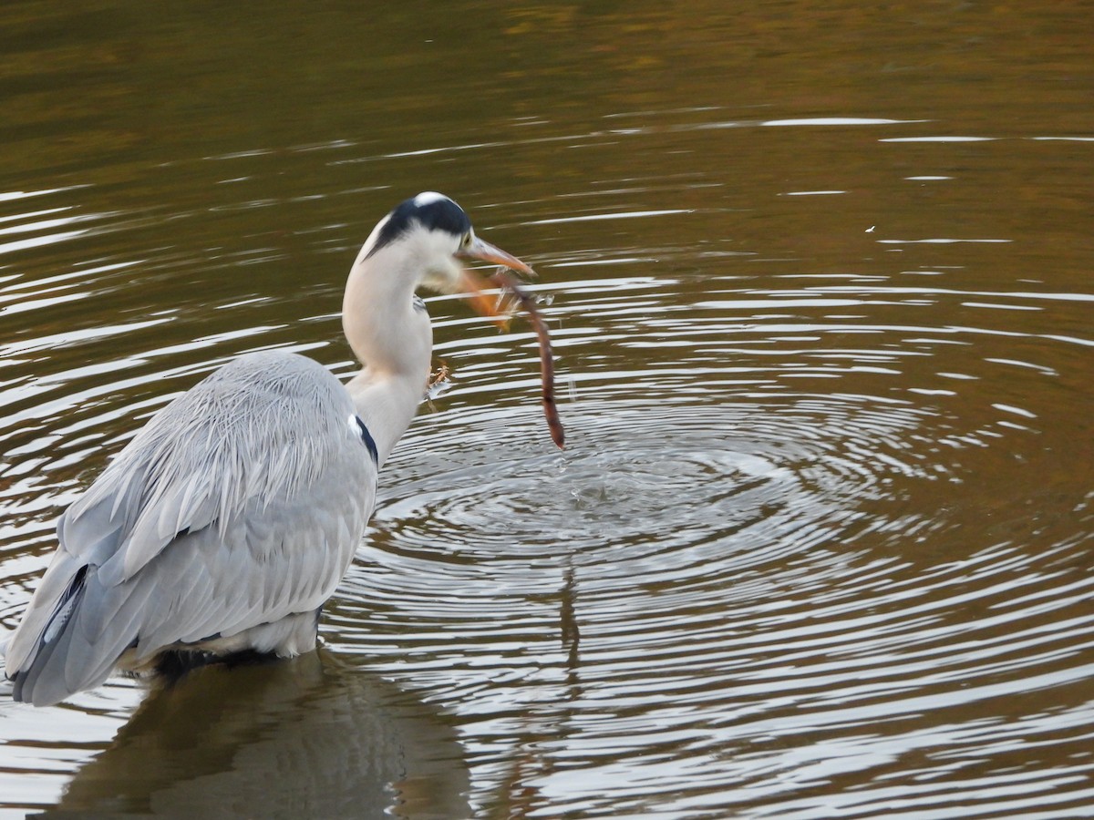 Gray Heron - ML646579803
