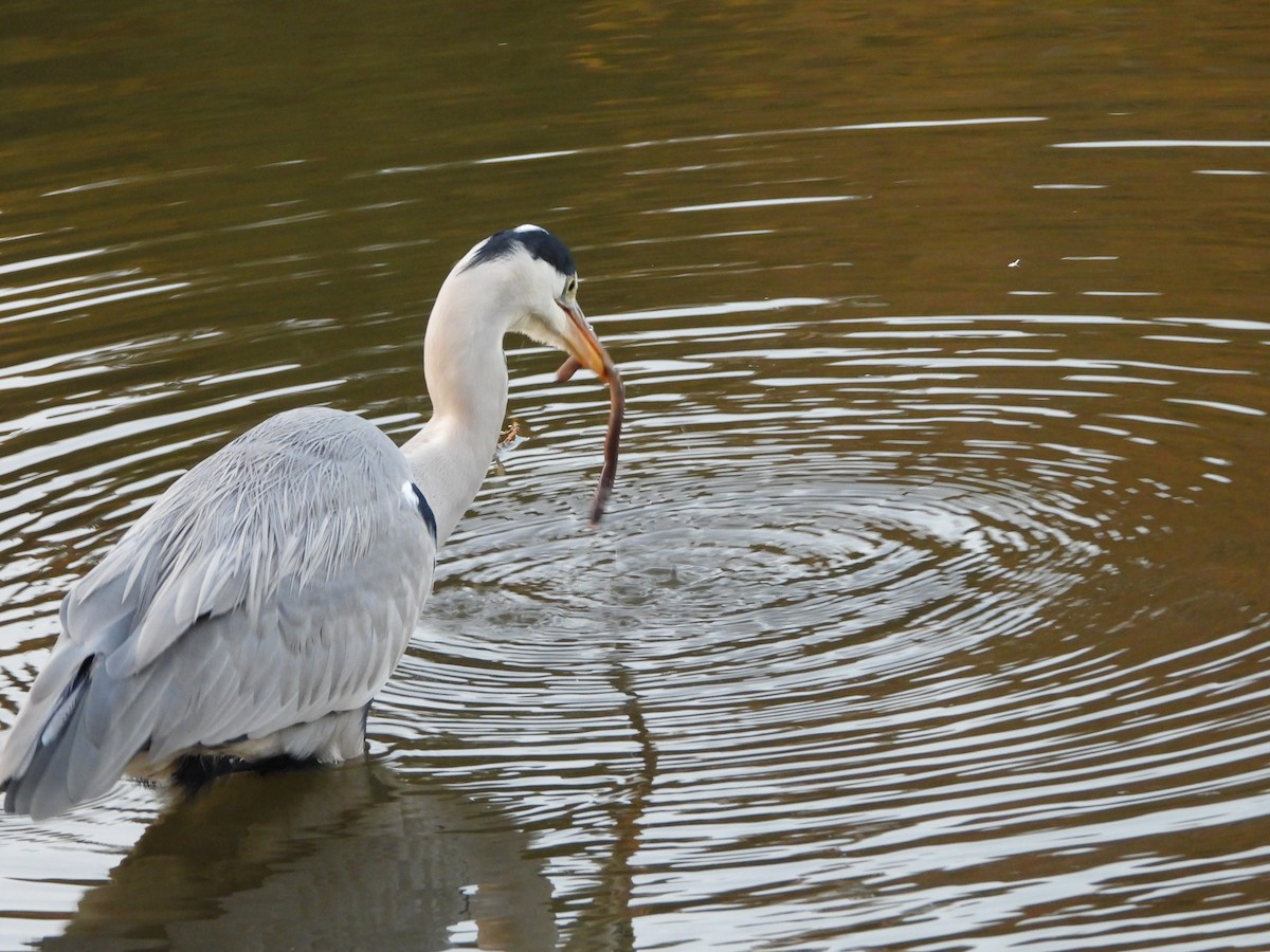 Gray Heron - ML646579809