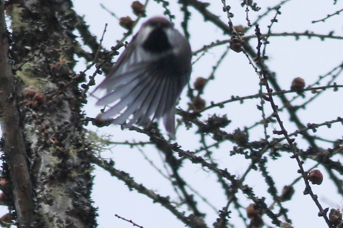 Boreal Chickadee - ML646579811