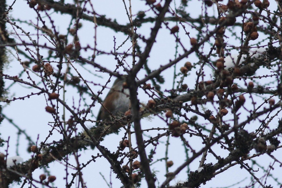 Boreal Chickadee - ML646579812