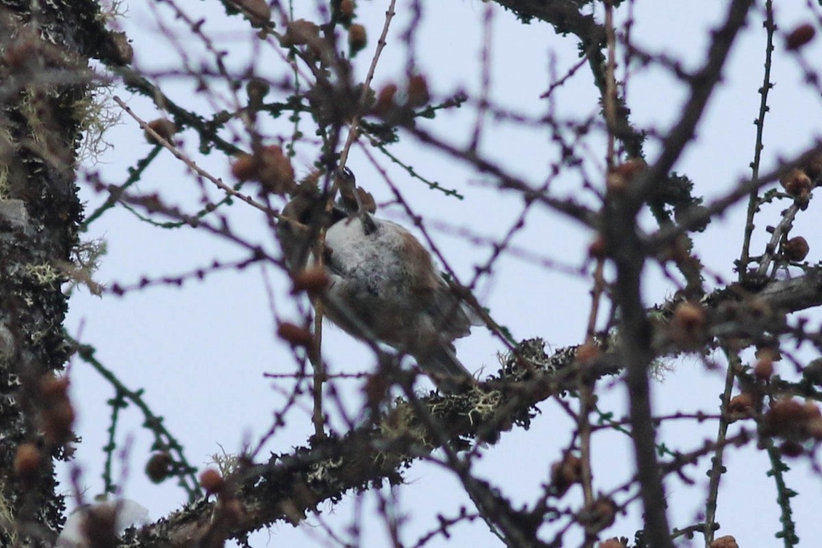 Boreal Chickadee - ML646579813