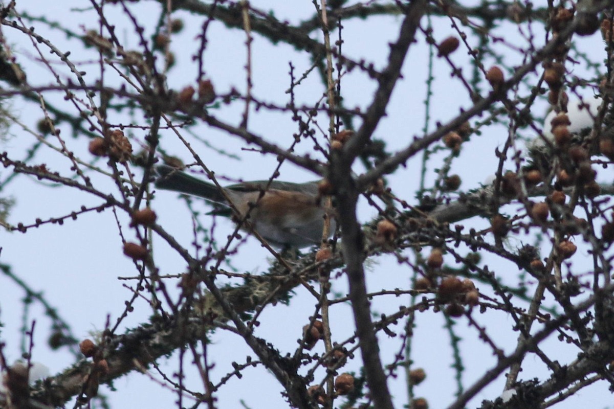 Boreal Chickadee - ML646579814