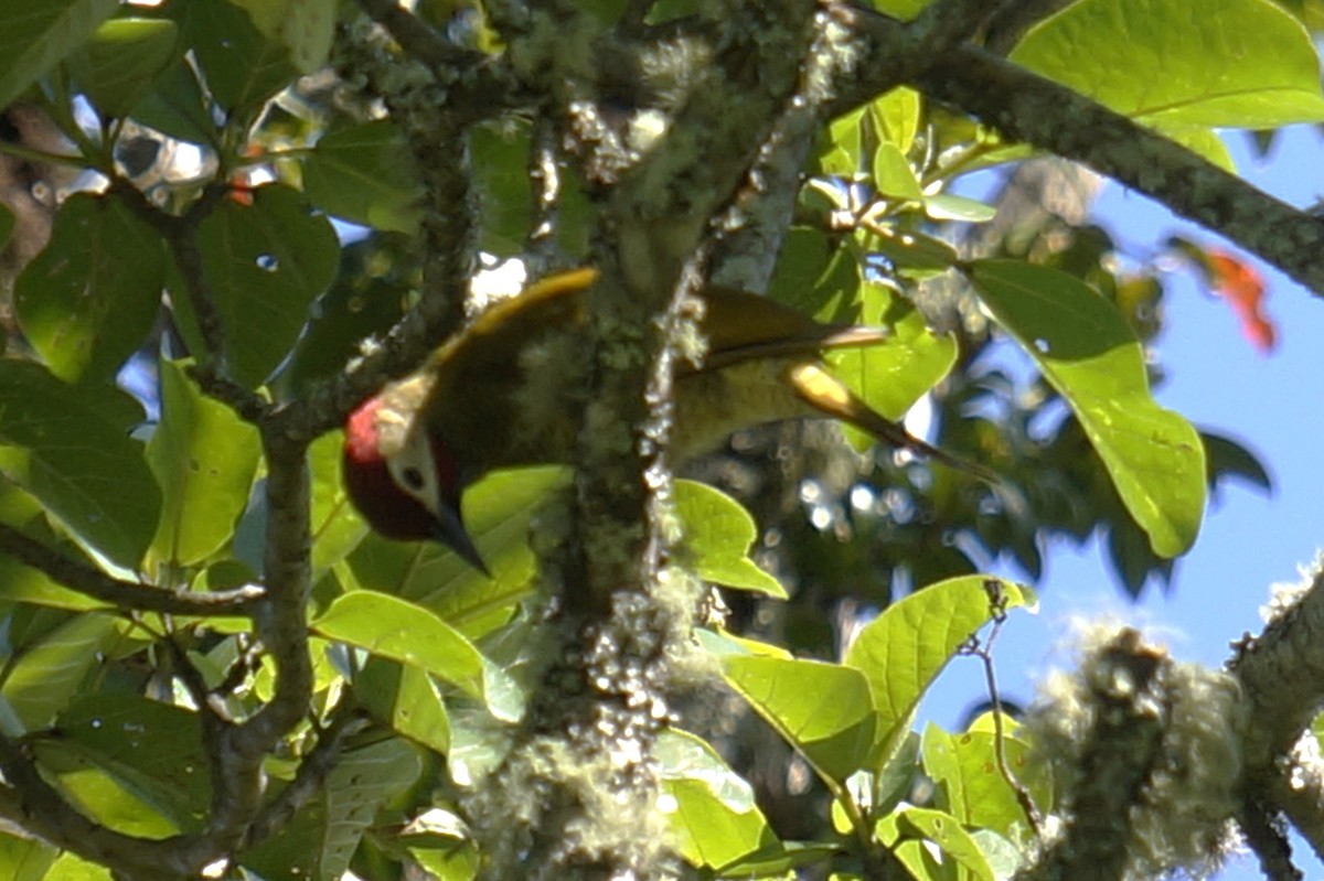Golden-olive Woodpecker - ML646579816