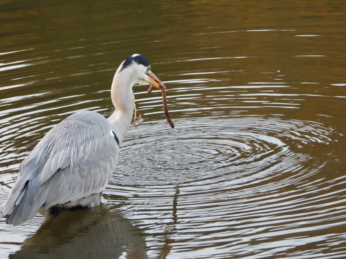 Gray Heron - ML646579817