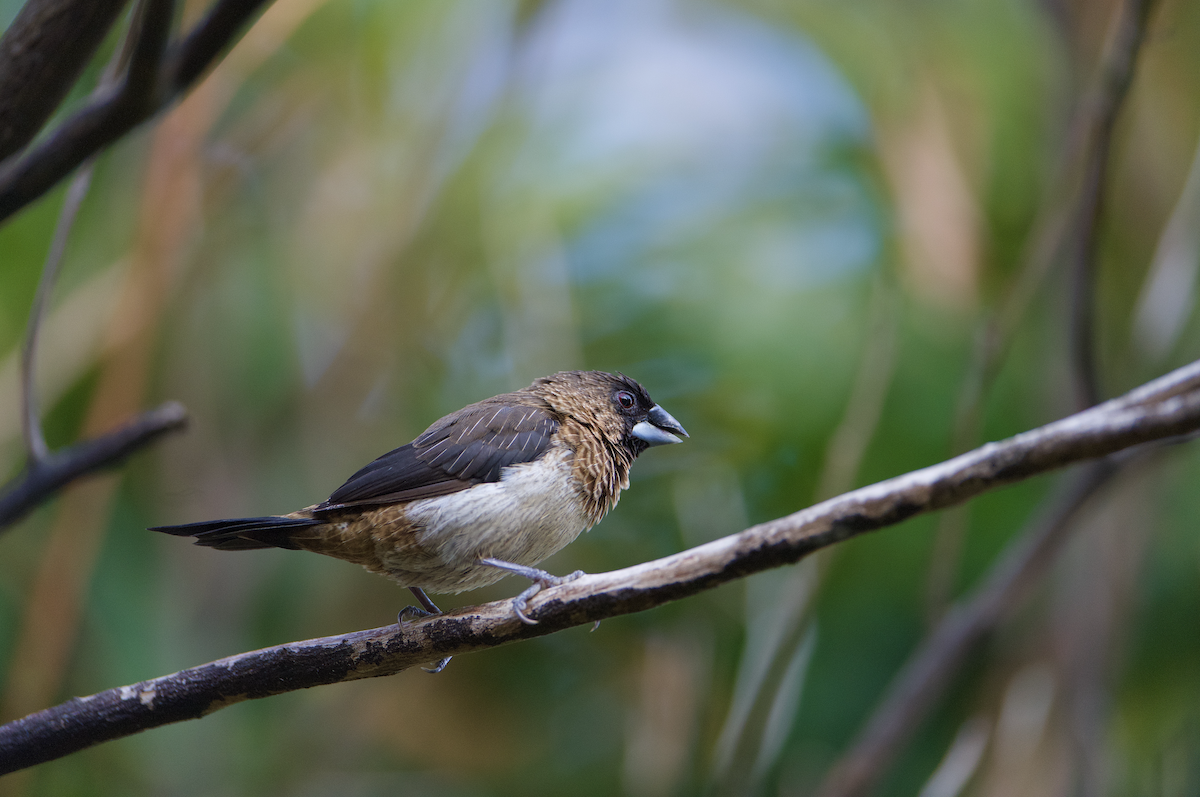 White-rumped Munia - ML646579818