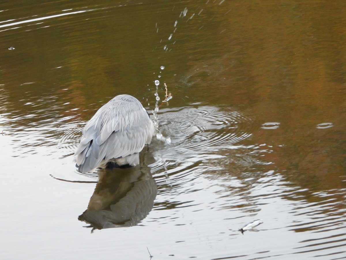 Gray Heron - ML646579825