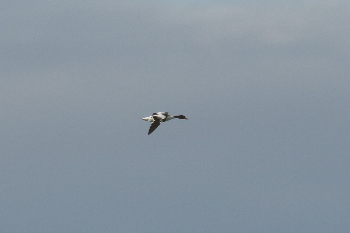 Common Shelduck - ML646579827