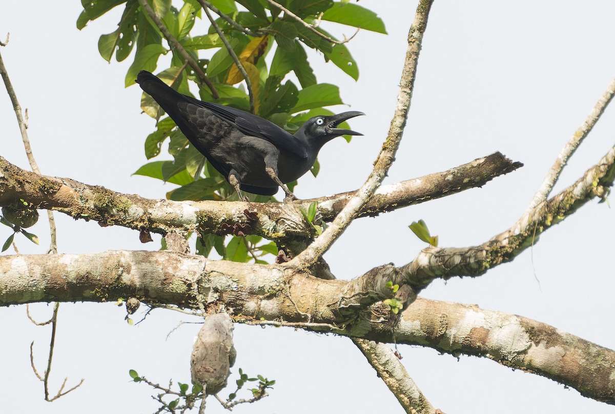 Long-billed Crow - ML646579828