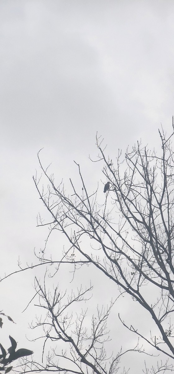 עורב אפור - ML646579829