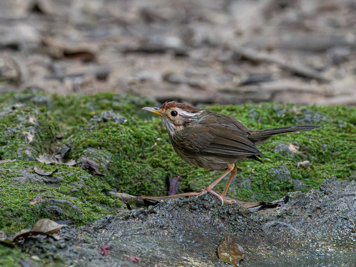 Tordina Pechiestriada - ML646579830
