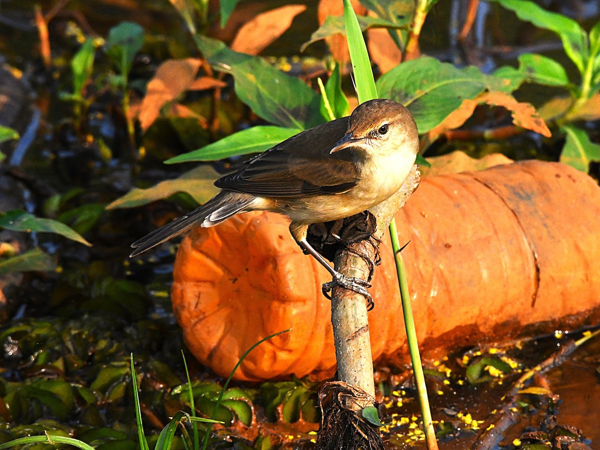 קנית אפריקנית - ML646579831