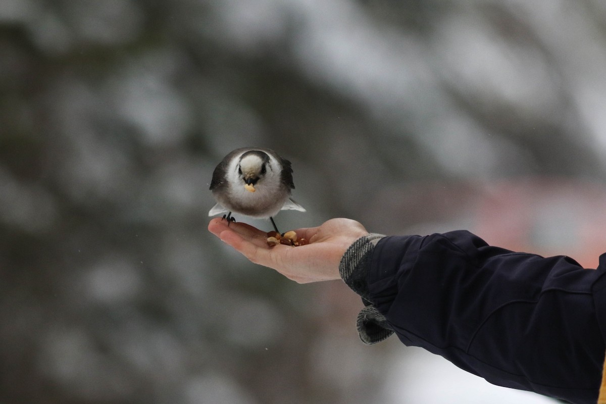 Кукша канадська [група canadensis] - ML646579832