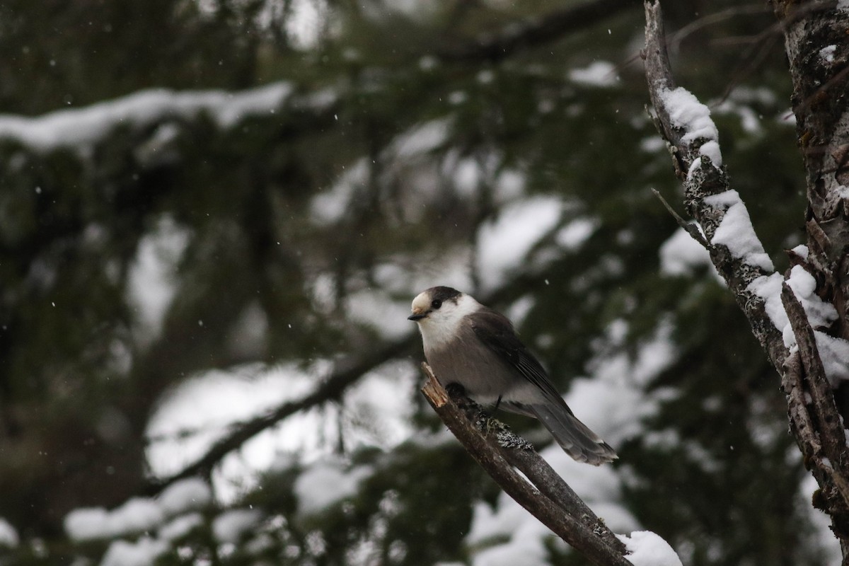 Кукша канадська [група canadensis] - ML646579833