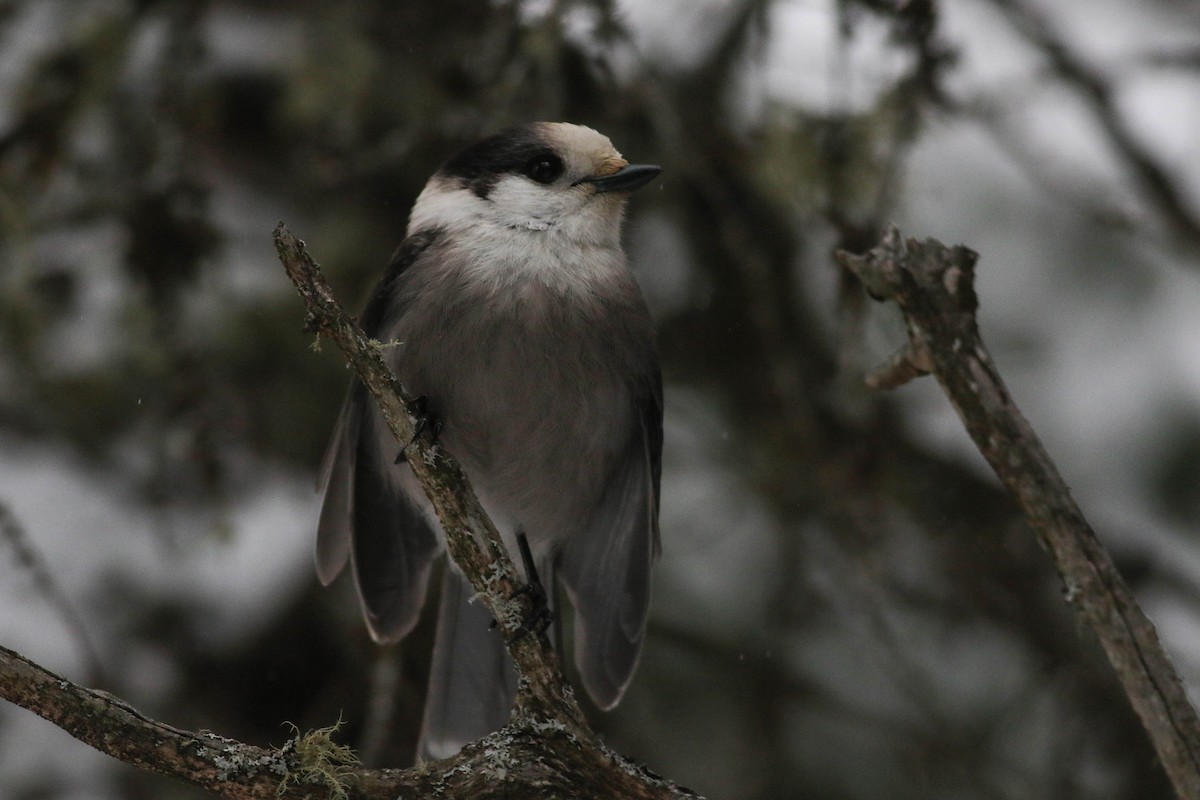 Кукша канадська [група canadensis] - ML646579834