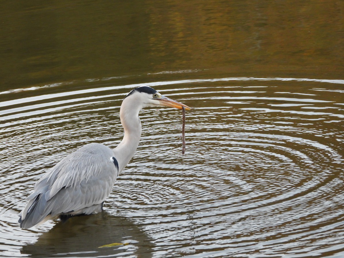 Gray Heron - ML646579835