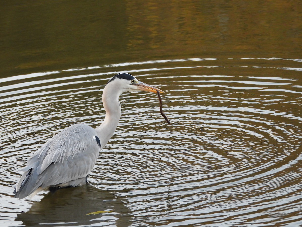 Gray Heron - ML646579838