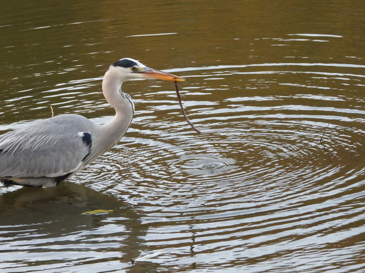 Gray Heron - ML646579842