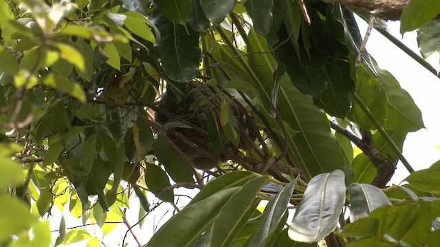 Green Ringtail - ML646579844