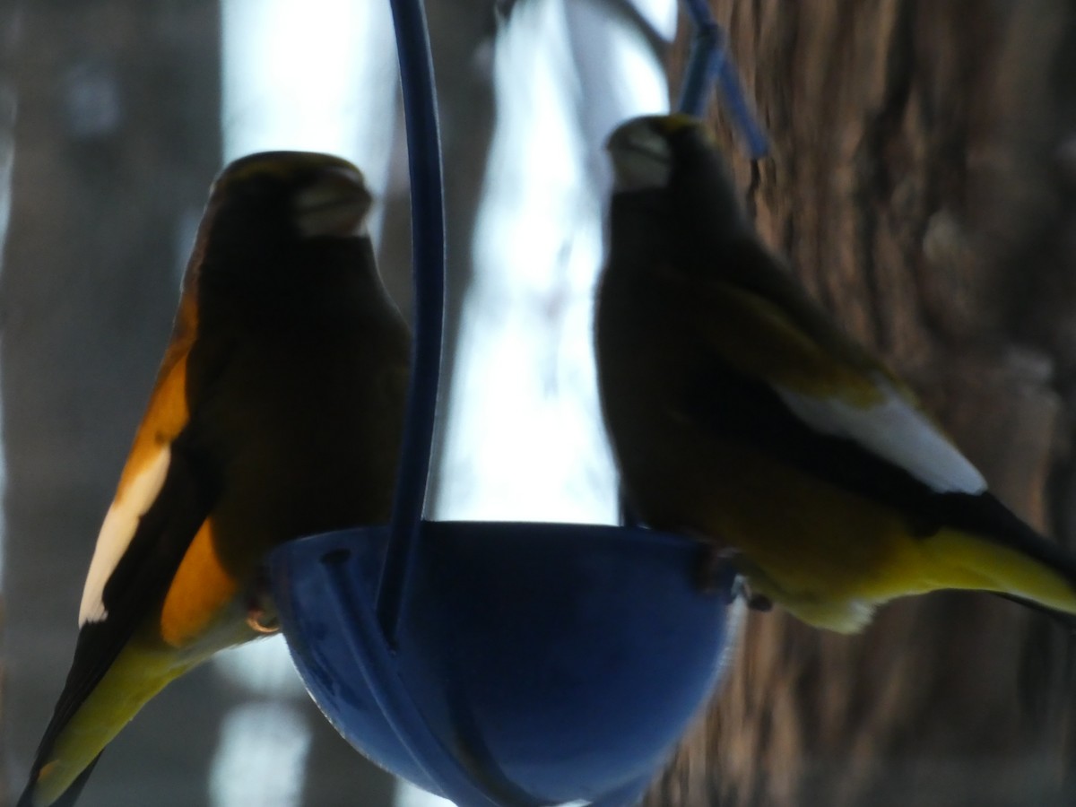 Evening Grosbeak - ML646579846