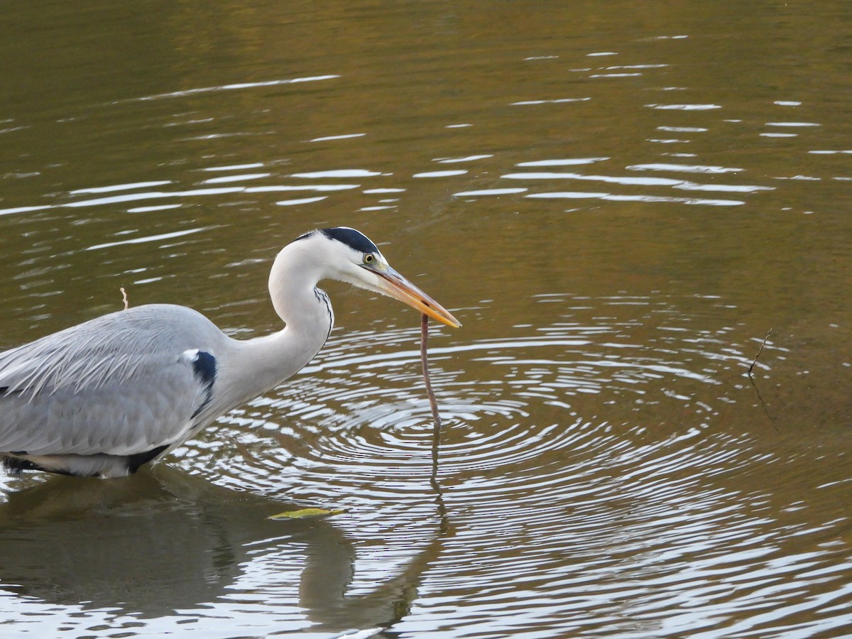 Gray Heron - ML646579847