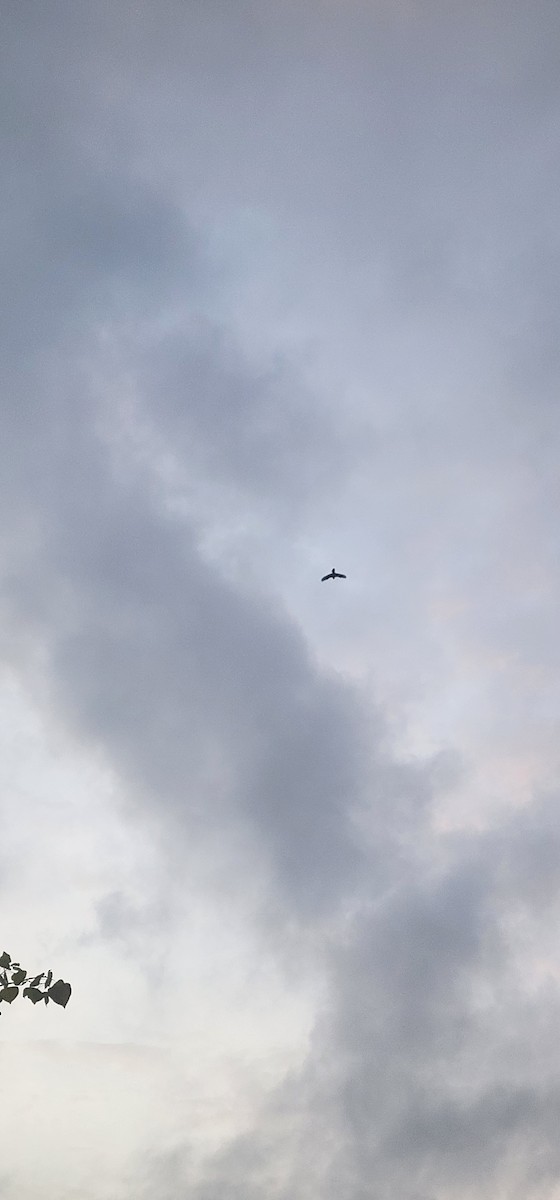 Ekin Kargası - ML646579848