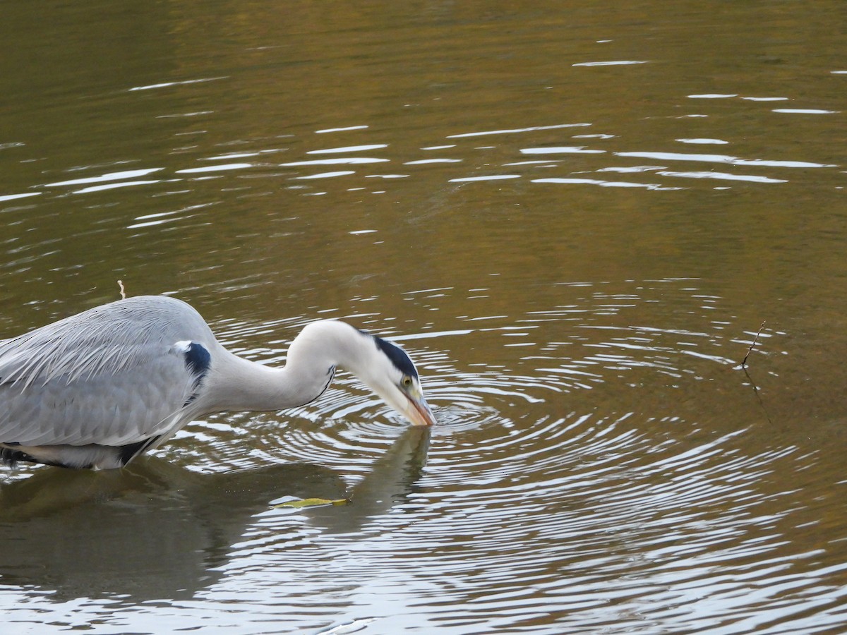 Gray Heron - ML646579850