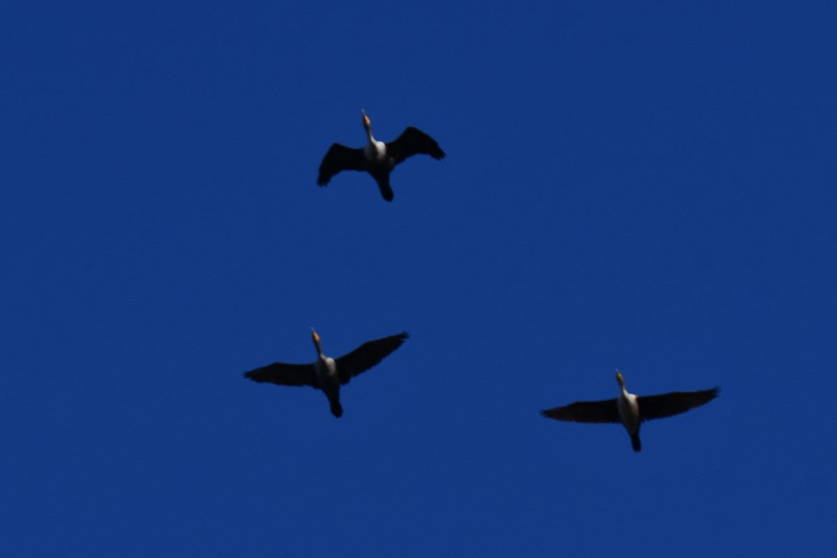 Double-crested Cormorant - ML646579851