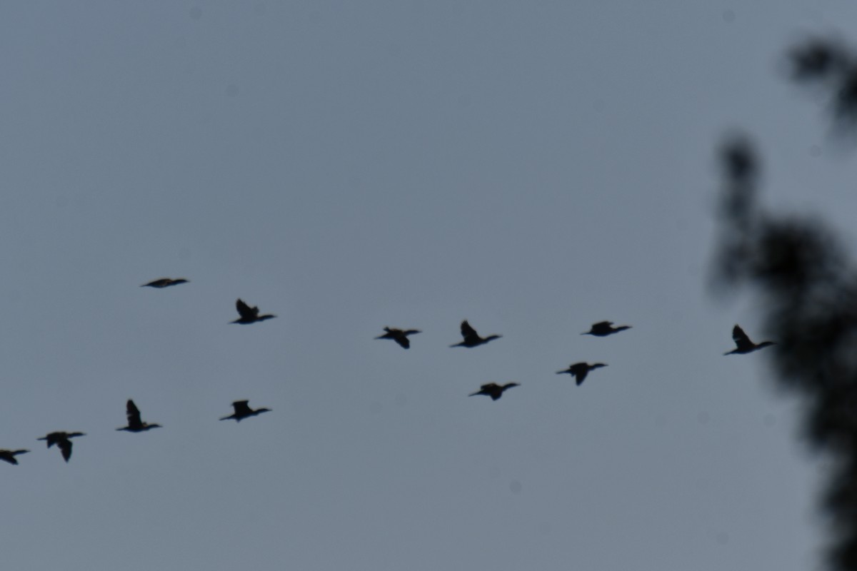 Double-crested Cormorant - ML646579852