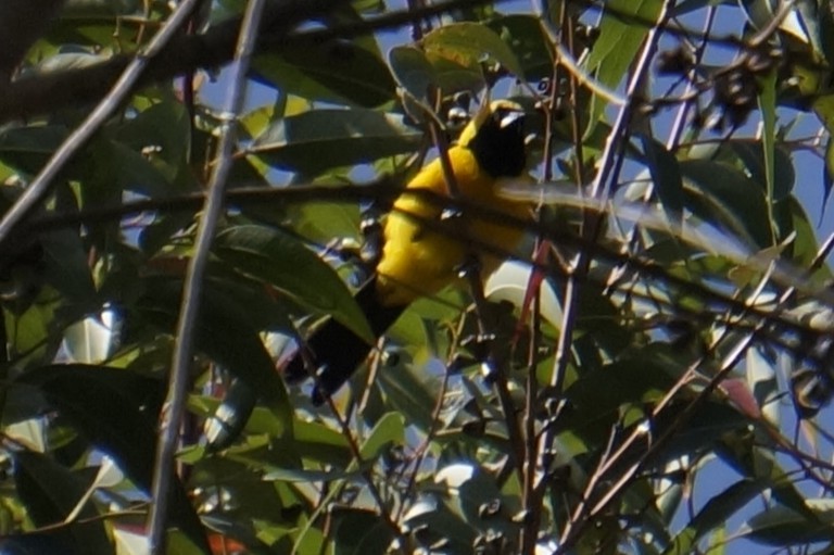 Yellow-backed Oriole - ML646579855