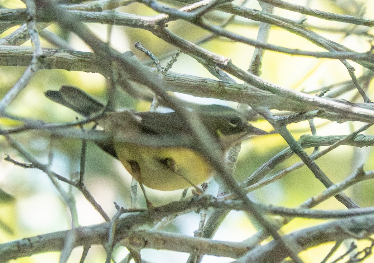 Black-throated Blue Warbler - ML646579866