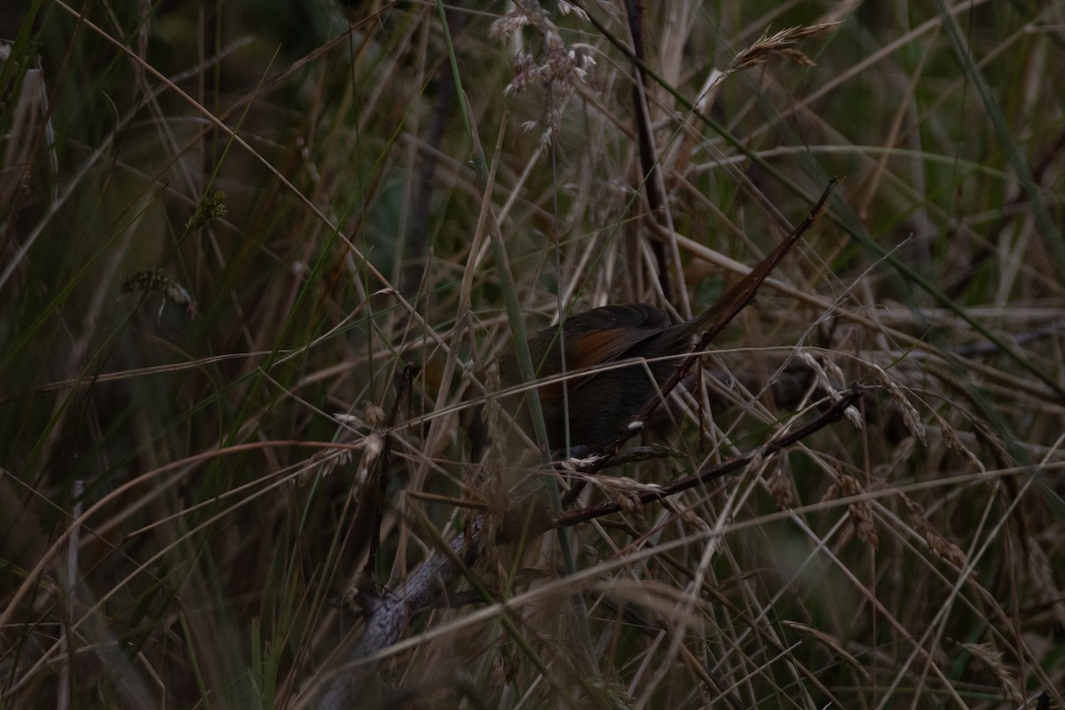 Кордильерская иглохвостка - ML646579867