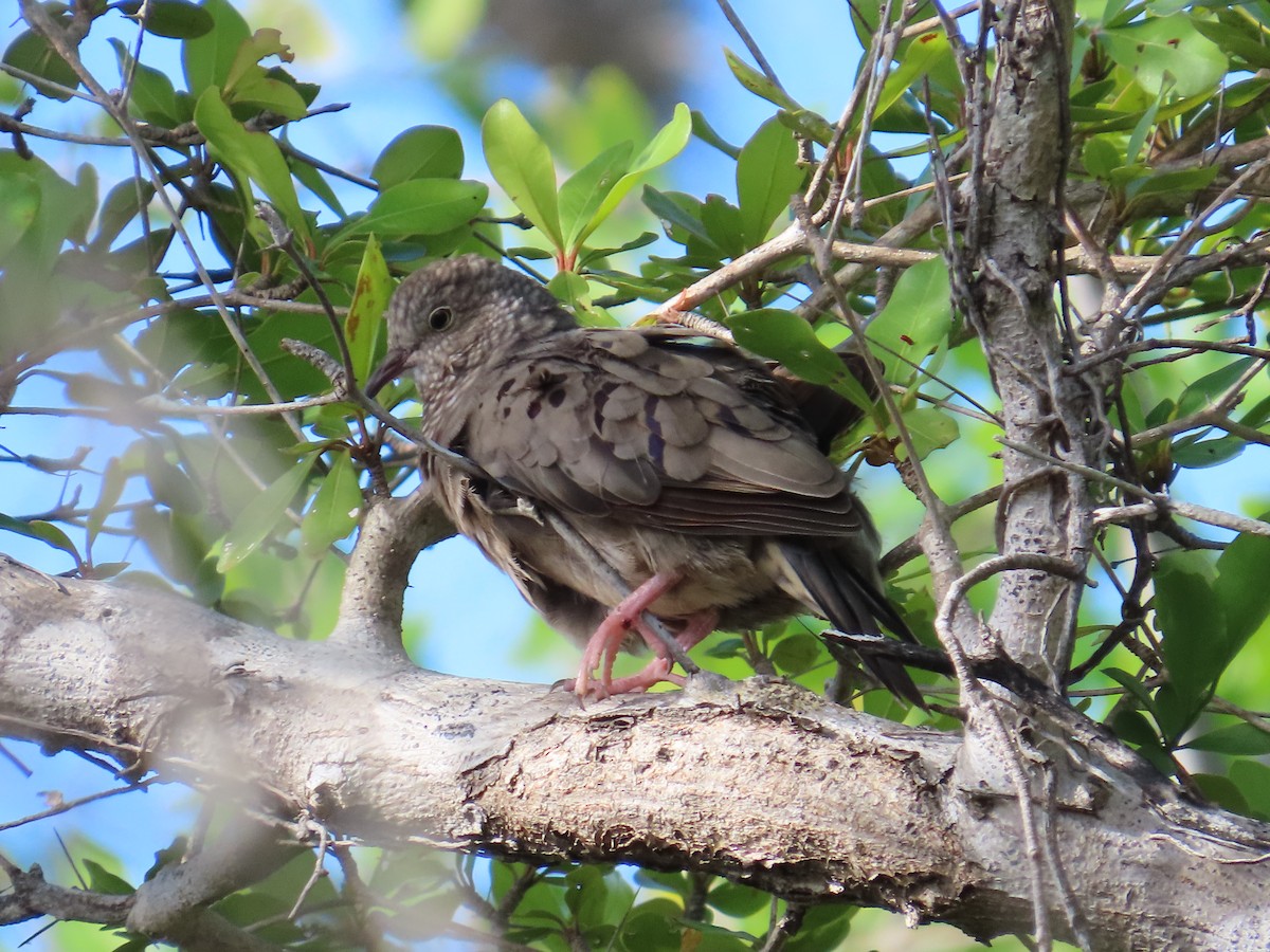 Common Ground Dove - ML646579868