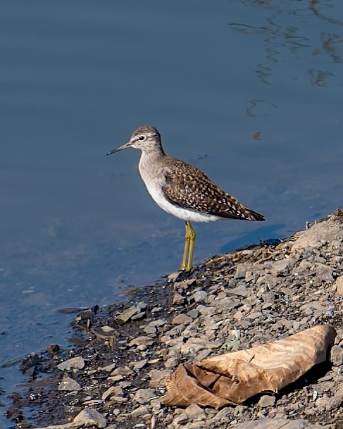 vodouš bahenní - ML646579874