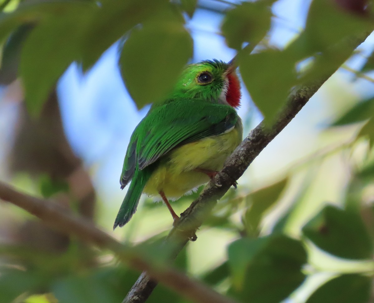 Puerto Rican Tody - ML646579876