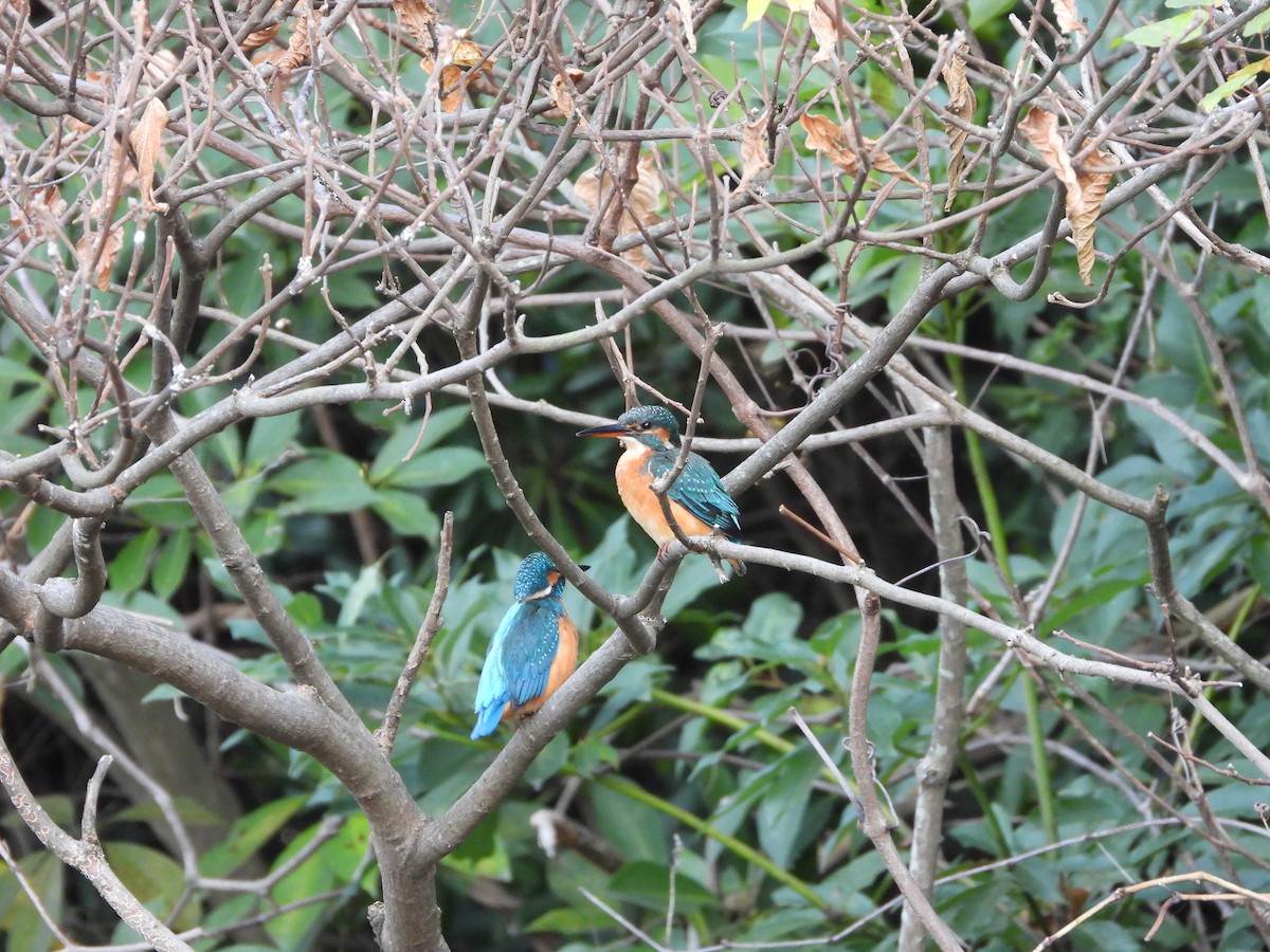 Common Kingfisher - ML646579878