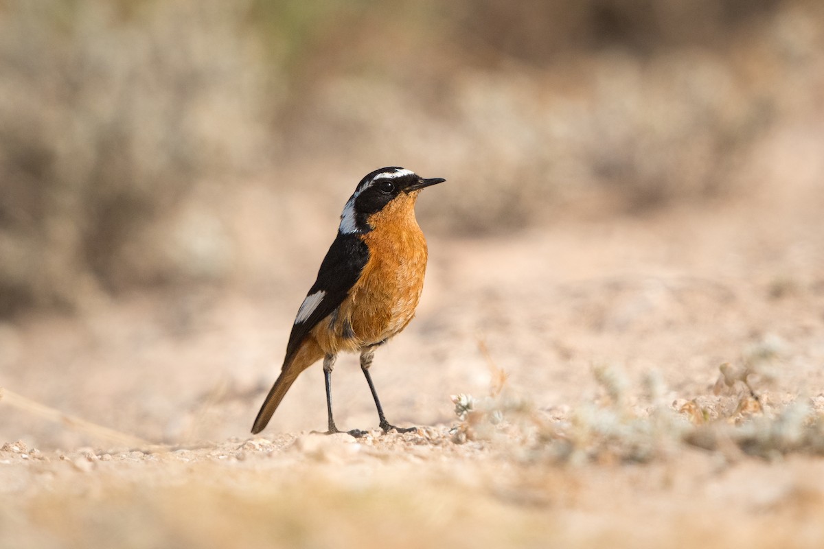 diademrødstjert - ML646579879