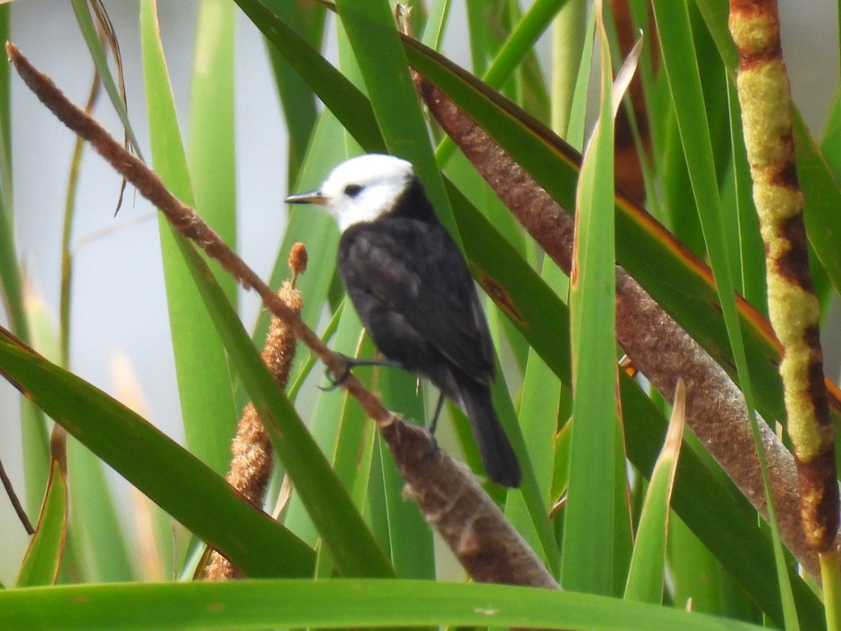 White-headed Marsh Tyrant - ML646579895