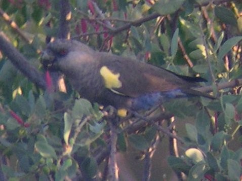 Rüppell's Parrot - ML646579899