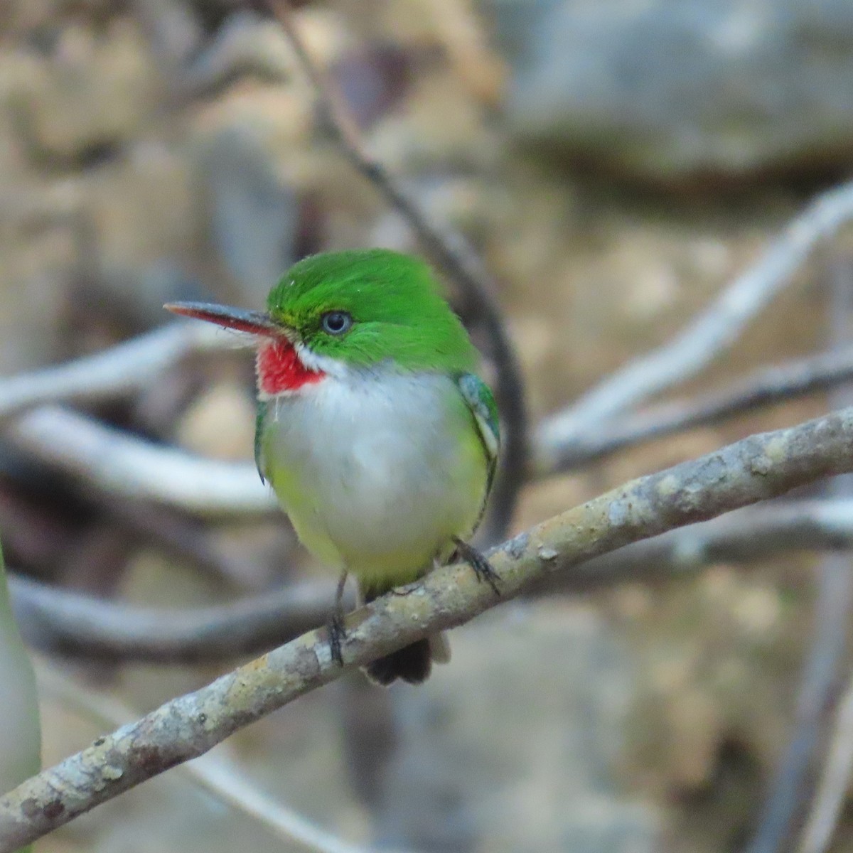 Puerto Rican Tody - ML646579901