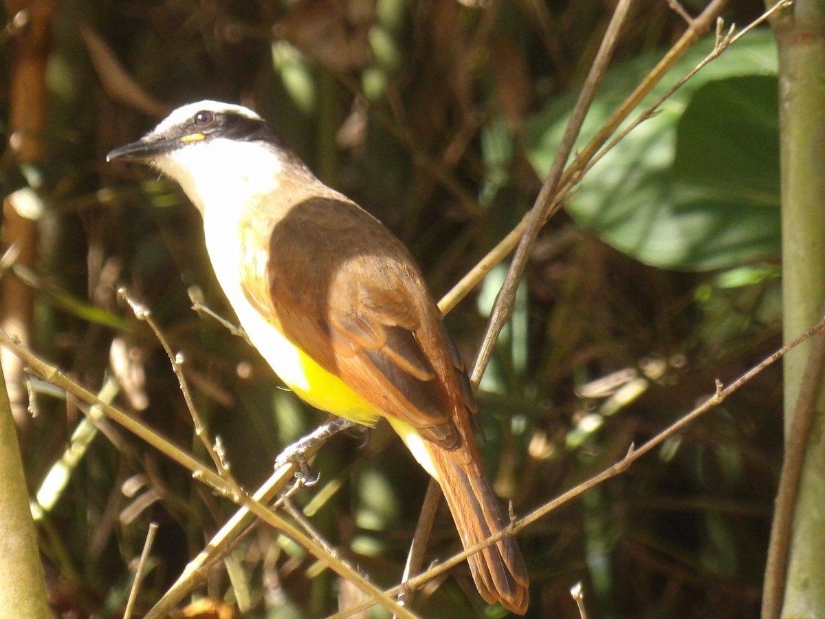 Great Kiskadee - ML646579902