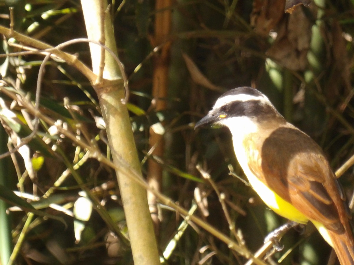 Great Kiskadee - ML646579903