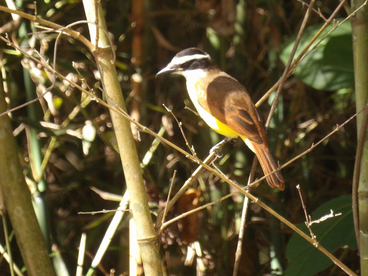 Great Kiskadee - ML646579904