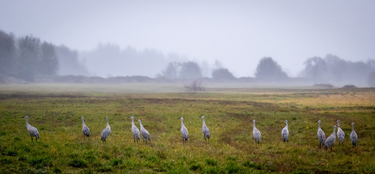 Sandhill Crane - ML646579905