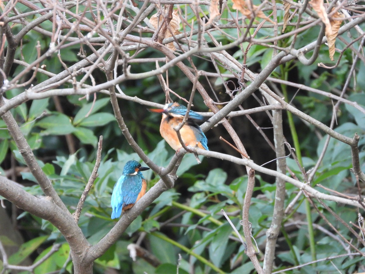 Common Kingfisher - ML646579906