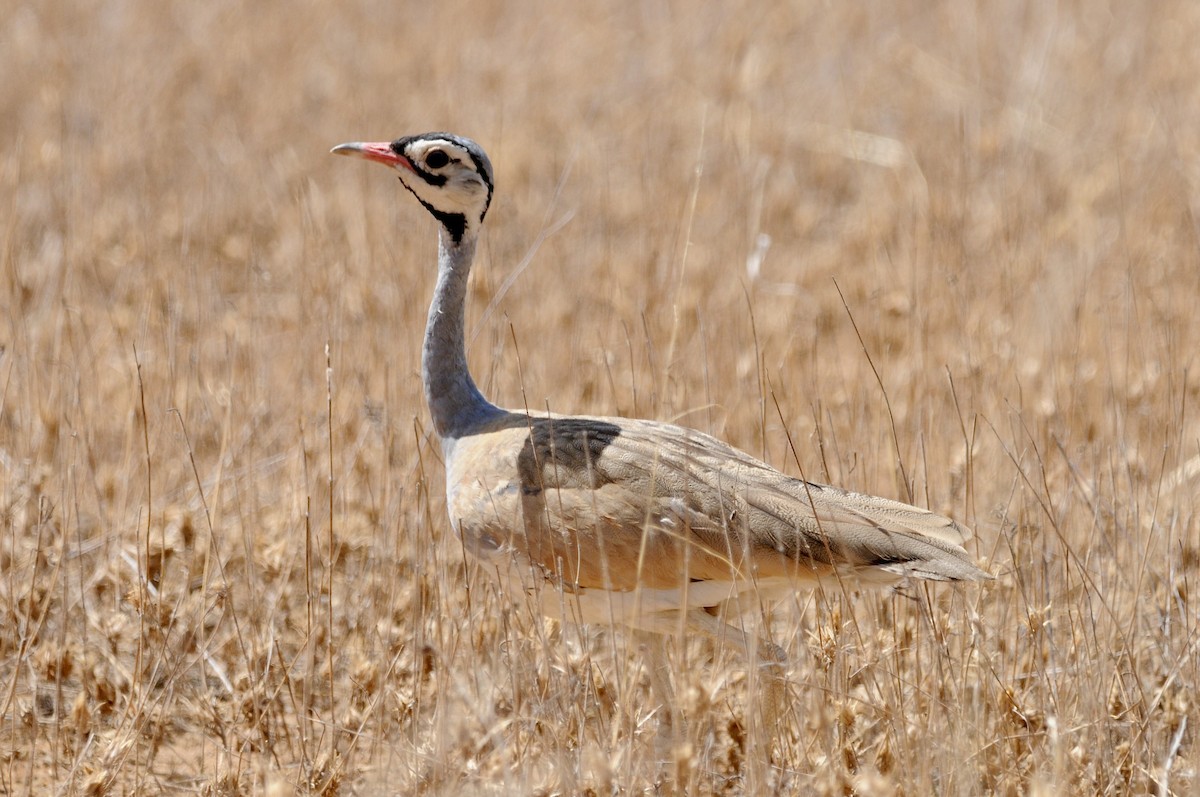 Корхаан білочеревий [група senegalensis] - ML646579910