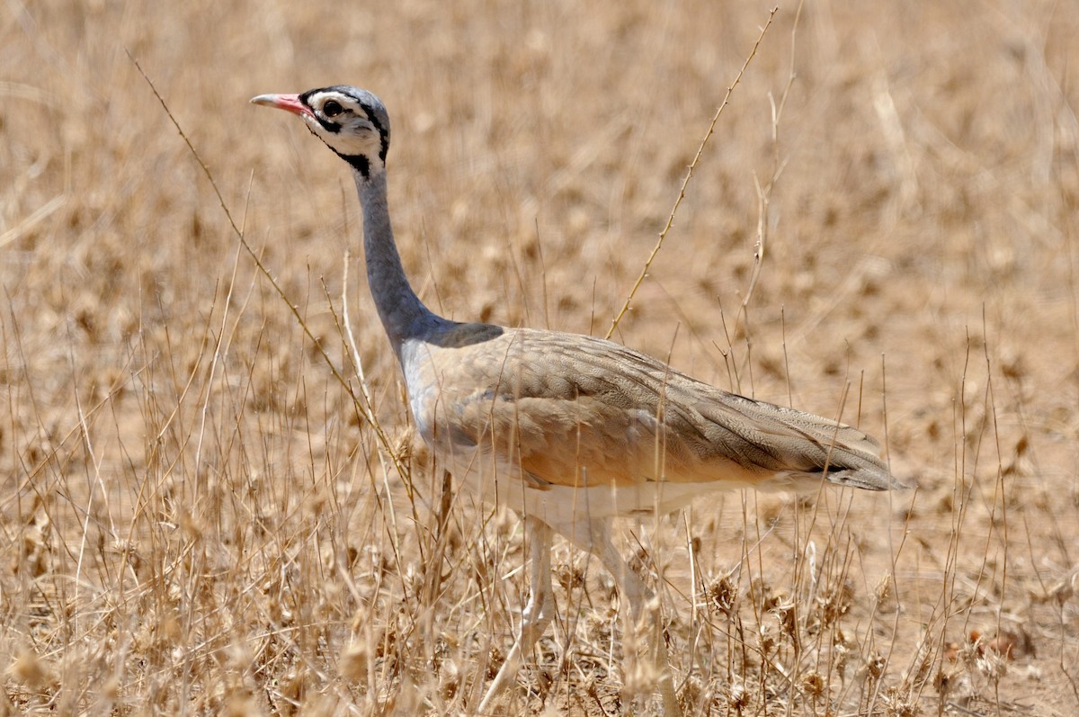 Корхаан білочеревий [група senegalensis] - ML646579911