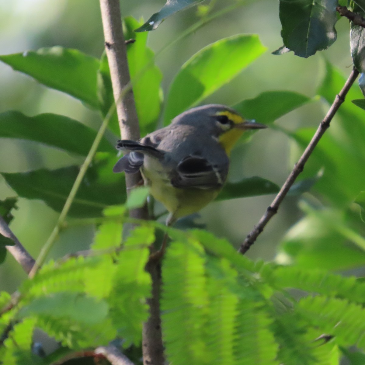 Adelaide's Warbler - ML646579912